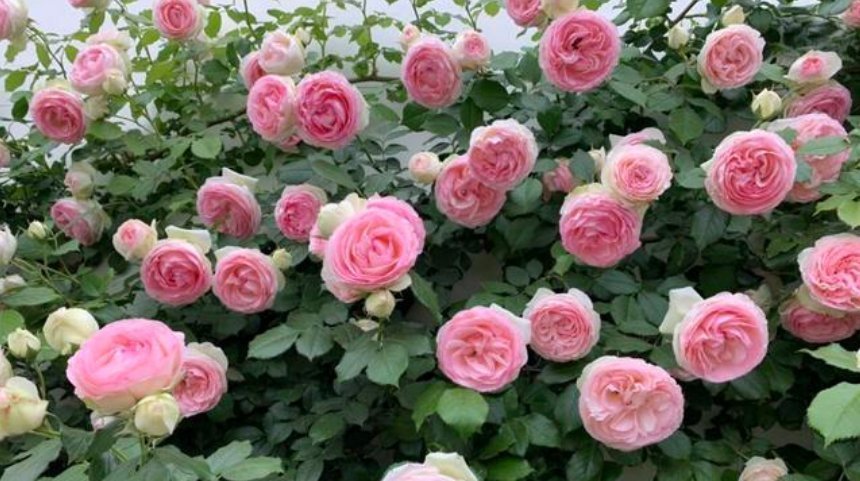 三角梅|3种花,都是开花小能手,养在家里繁花似锦,清新脱俗,懒人最爱