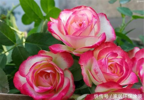 浇水|月季长势越来越差，多半是4件事没做好，及时纠正开出层叠群花