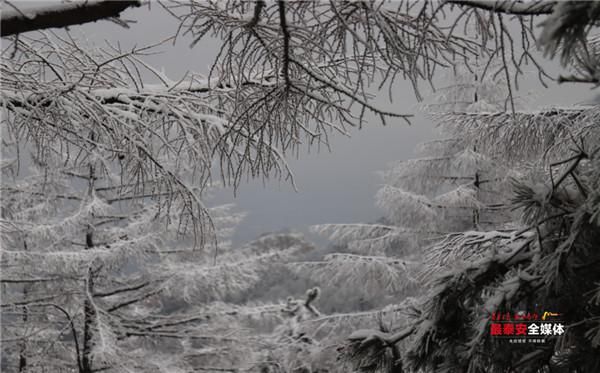 一路苍松万壑涛 料峭春雪入画来