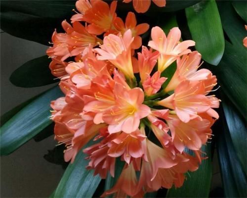 养君子兰,在盆里下“猛料”,叶绿根肥,年年开花收不住