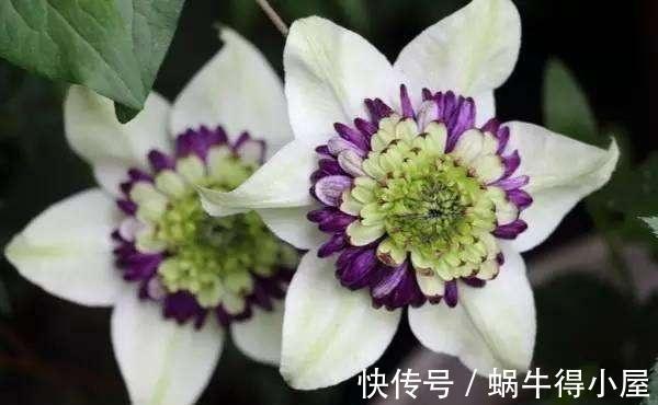 春夏秋冬|从9月10日开始,家养此款花卉,四季常开,种植容易