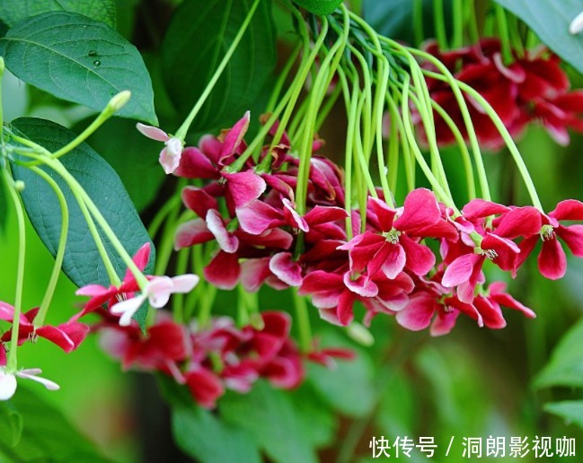 花量|养花养个花量很多的,开花就成了花海,养花起来也不是很难