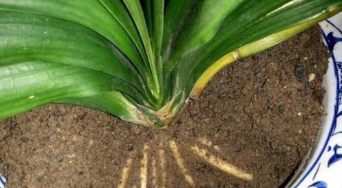 养花不用花钱买肥2种东西抓把撒盆里,植株长势旺,省钱又实用