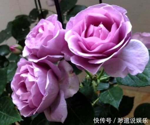 玫瑰花|4种“瘦身又美容”的花,好养又漂亮,在家养1盆,赏花又变美,值