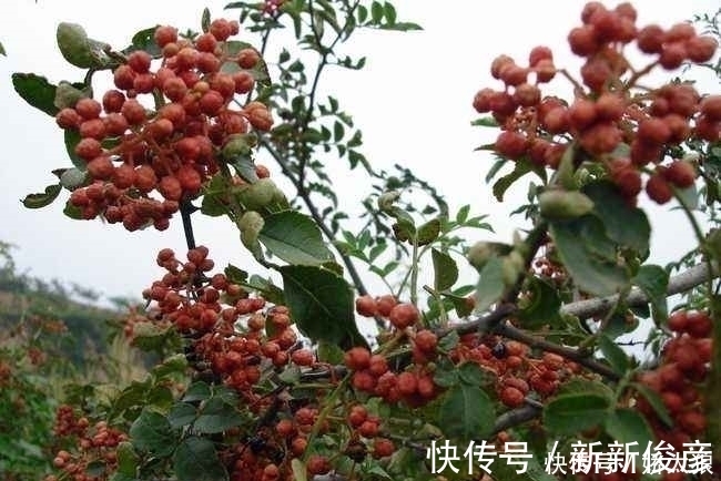 危害|花椒百利但有2害,危害极大,很多人不清楚,直到现在才明白