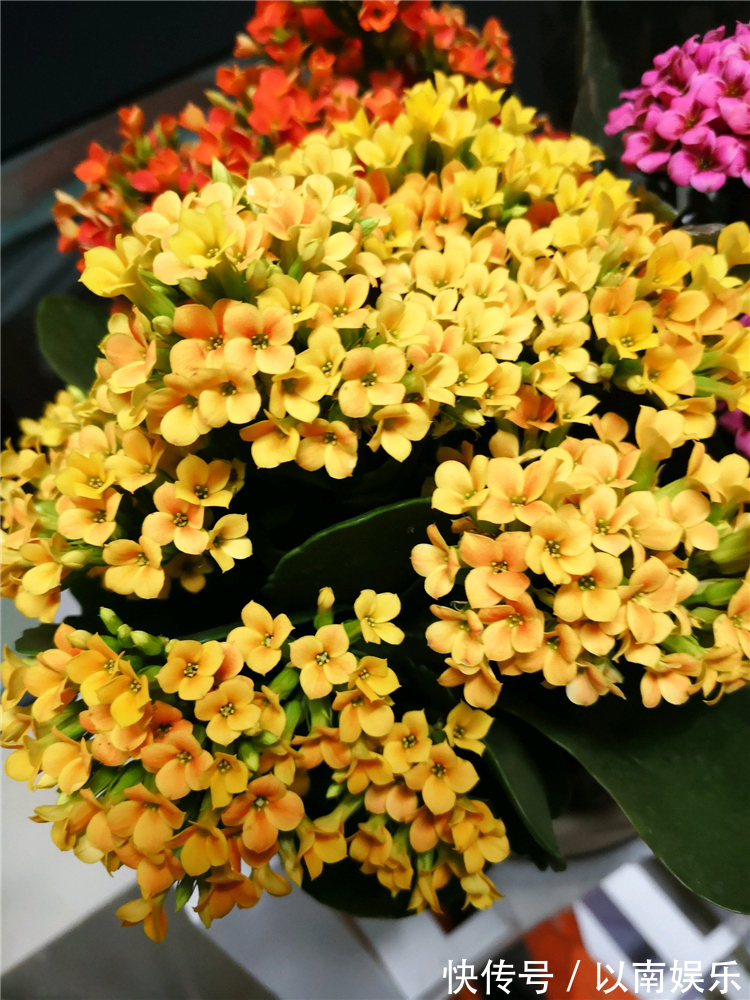 长寿花越开越稀疏犯3错,及时改正,开花爆盆变成大花球!