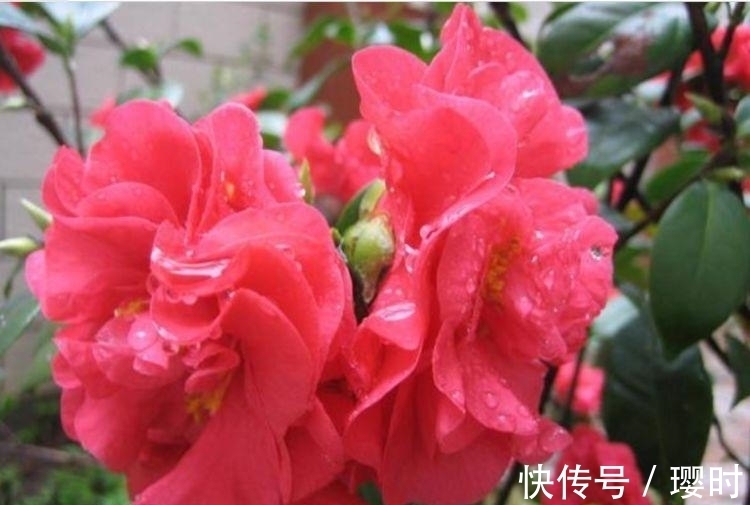 山茶花|家里阳台养此款花,新手也能养爆盆,比香水都好闻,满屋子都是香