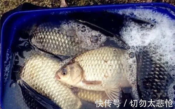 钓鲫鱼|降温后,这钓法不用就亏了,简单又高效,钓上的鲫鱼一尾比一尾大