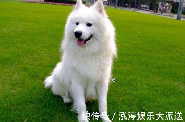 人际关系|再过7天,生肖狗记得留条“后路”给自己,家里有属狗的速看!