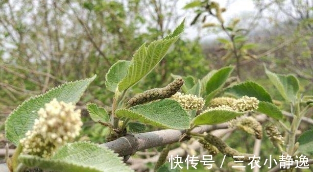 农村|农村一种野草,许多人觉得丑,城里人花钱也买不到