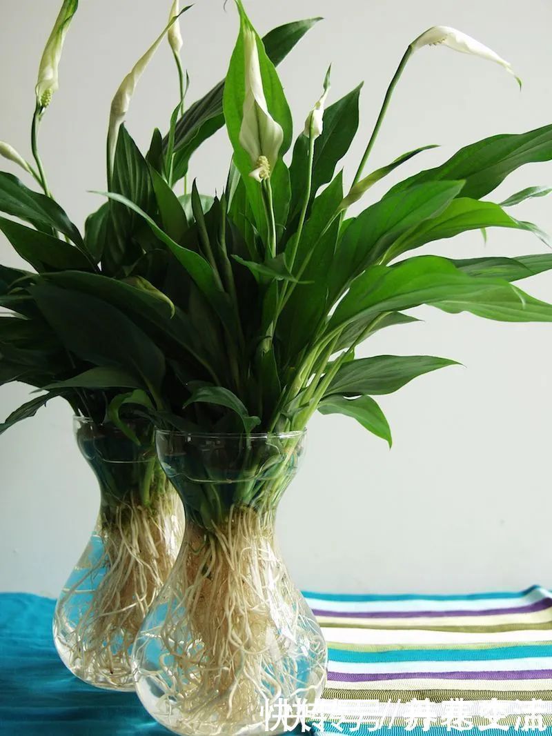 根系|适合养在办公桌上的5种盆栽小绿植,不用频繁打理