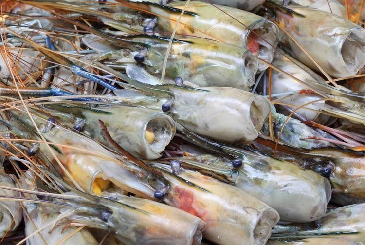 脏东西|虾头里面是精华还是脏东西可以吃吗才知道,这么多年虾白吃了