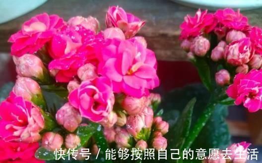 花蕾|长寿花“开花少”,一粒“小药片”丢下去,1盆长出60个花苞