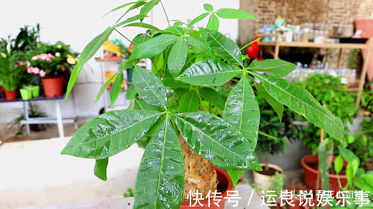 5种花,懂花的人不在家里养,会被嘲笑“没品位”