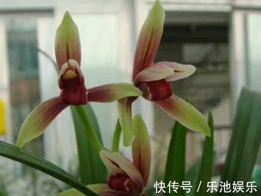 鸡血|性价比最高的兰花,花色鲜红如鸡血,花香浓郁如香水,比绿萝好养