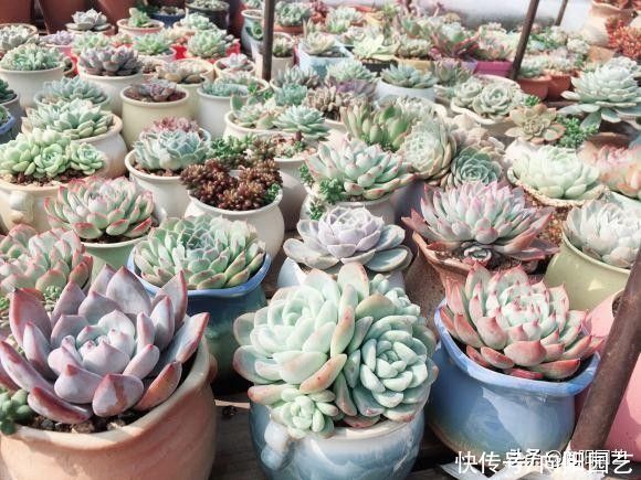 饱和|你以为的是你以为的？养多肉方式千万，万变不离其宗，别乱养