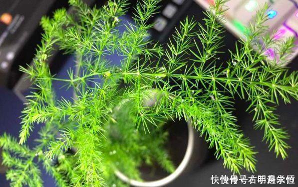 土壤|养花换下的土壤这样操作,就能无限循环