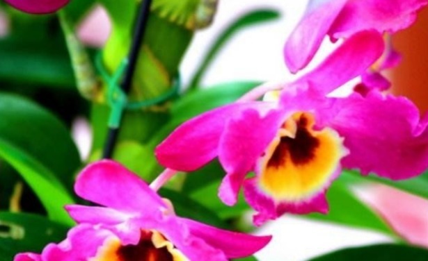 新手养花,就养花开红艳,直接爆园的花卉,一开半年!