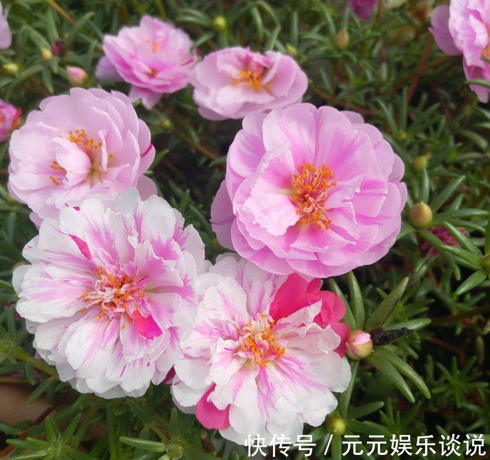 阳台上|太阳花怎么过冬？用一种方法，顺利过冬，来年开花更多更美