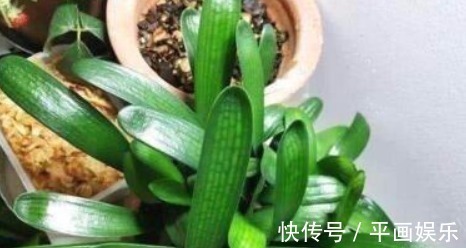 肥厚|养君子兰长太慢浇水用一点“它”,叶子油绿肥厚,芽也多