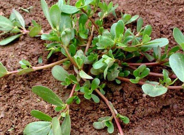 荠菜|农村常见的野草，其实是很好的药材，有很好的药效，了解以防万一