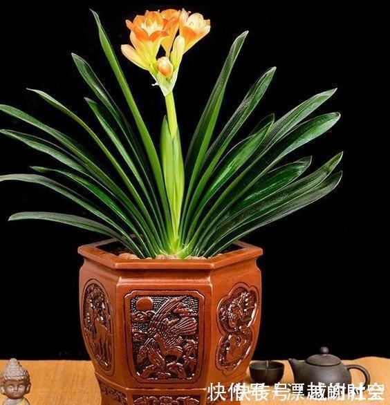 君子兰浇水，掐准“时间”，不早不晚“刚刚好”，养出肥厚好叶片