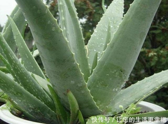 卧室中摆一种“植物”,空气清新,漂亮、美观,有益睡眠!