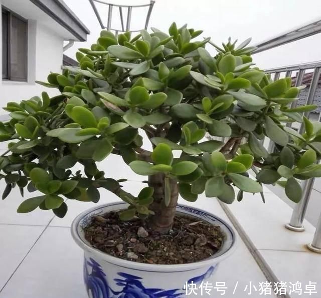 银杏树|聪明人爱养这八种“守家树”,护宅吉祥保平安,养好了都是传家宝