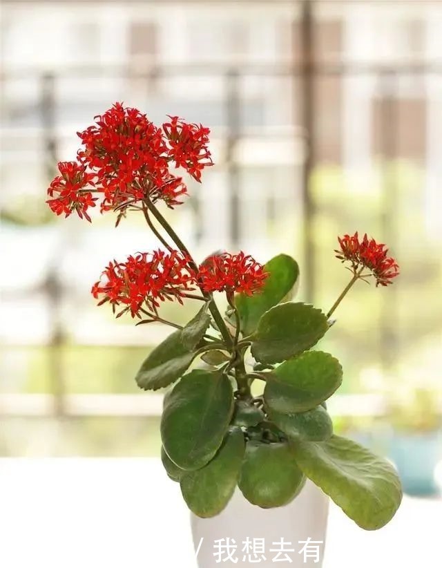 6种人“不适合”养花,买了花也“活不久”,浪费钱