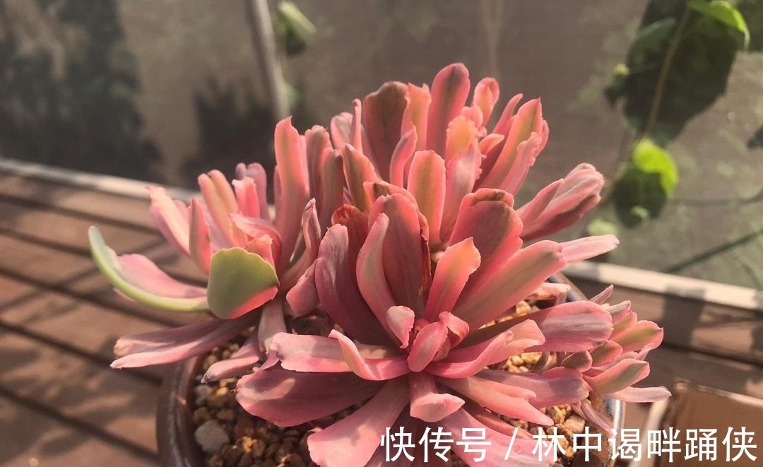 怎么养出“透红”的肉肉?多肉变红,只需2个条件,很简单