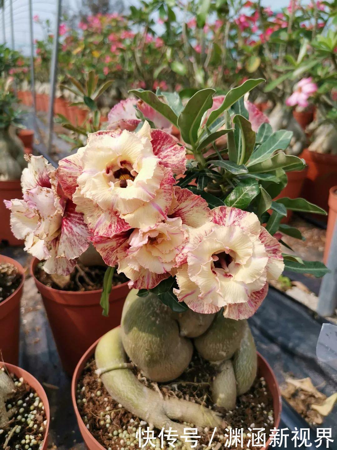 树桩|会养花的人都选它,耐旱又好活,2年养成小树桩!