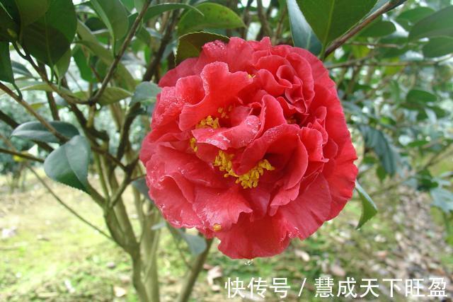 月季|放弃月季吧,此花浇水就能活,赛过牡丹,抗旱又扛冻