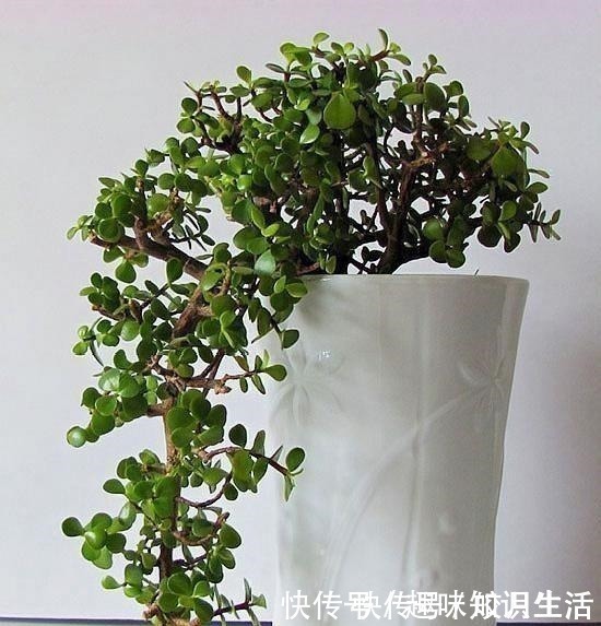 金枝玉叶|养这2种花,还能挣钱,放那不用管,养得好卖上万,挺划算!