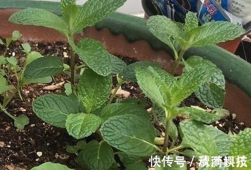 卧室长期放盆栽,失眠的人就选2种,好看又好养,净化效果好