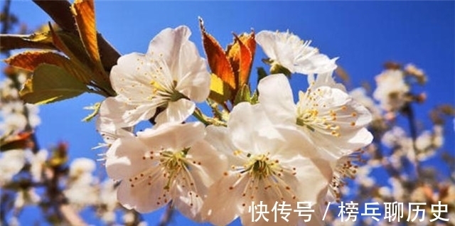 莺莺传|元稹樱桃花丽诗两首：樱桃花，一枝两枝千万朵，花砖曾立摘花人