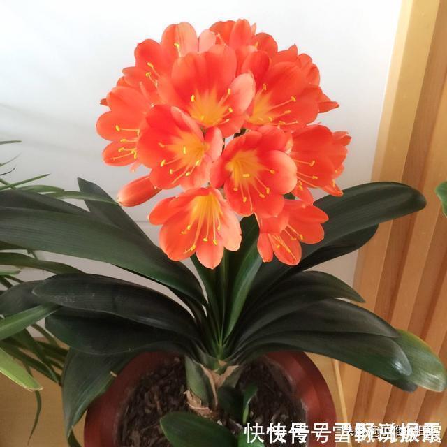 养花|家中常见一种料,花盆里放一勺,就是万能肥,养花非常赞,呼呼长
