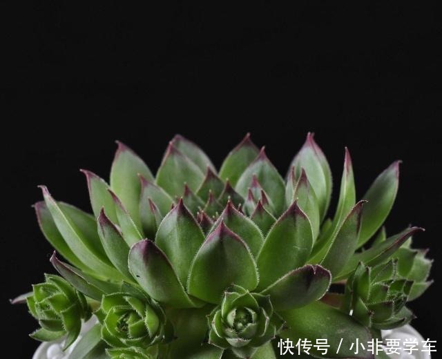 观音莲这样养,轻轻松松养爆盆,一不小心变成一整片!