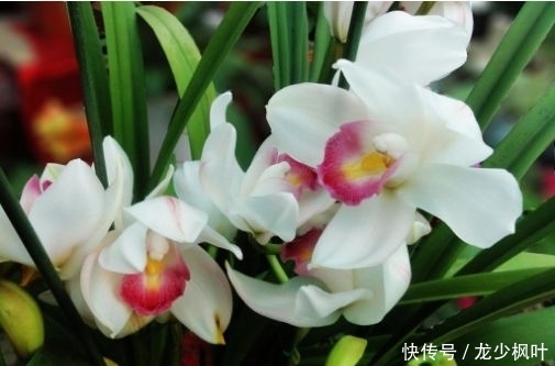 几种超美的花卉,花型独特美观,妖艳妩媚,爆成花海