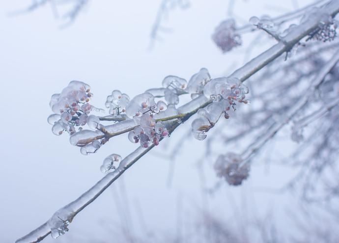  花枝|2020最后一个节气“冬至” 犹有花枝俏