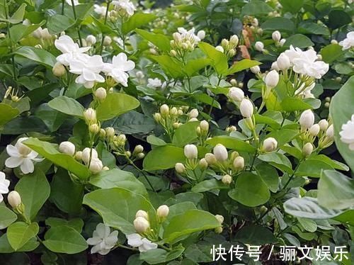 土壤|最厉害的养花营养液给茉莉花喝一勺,四季油绿,花开洁白