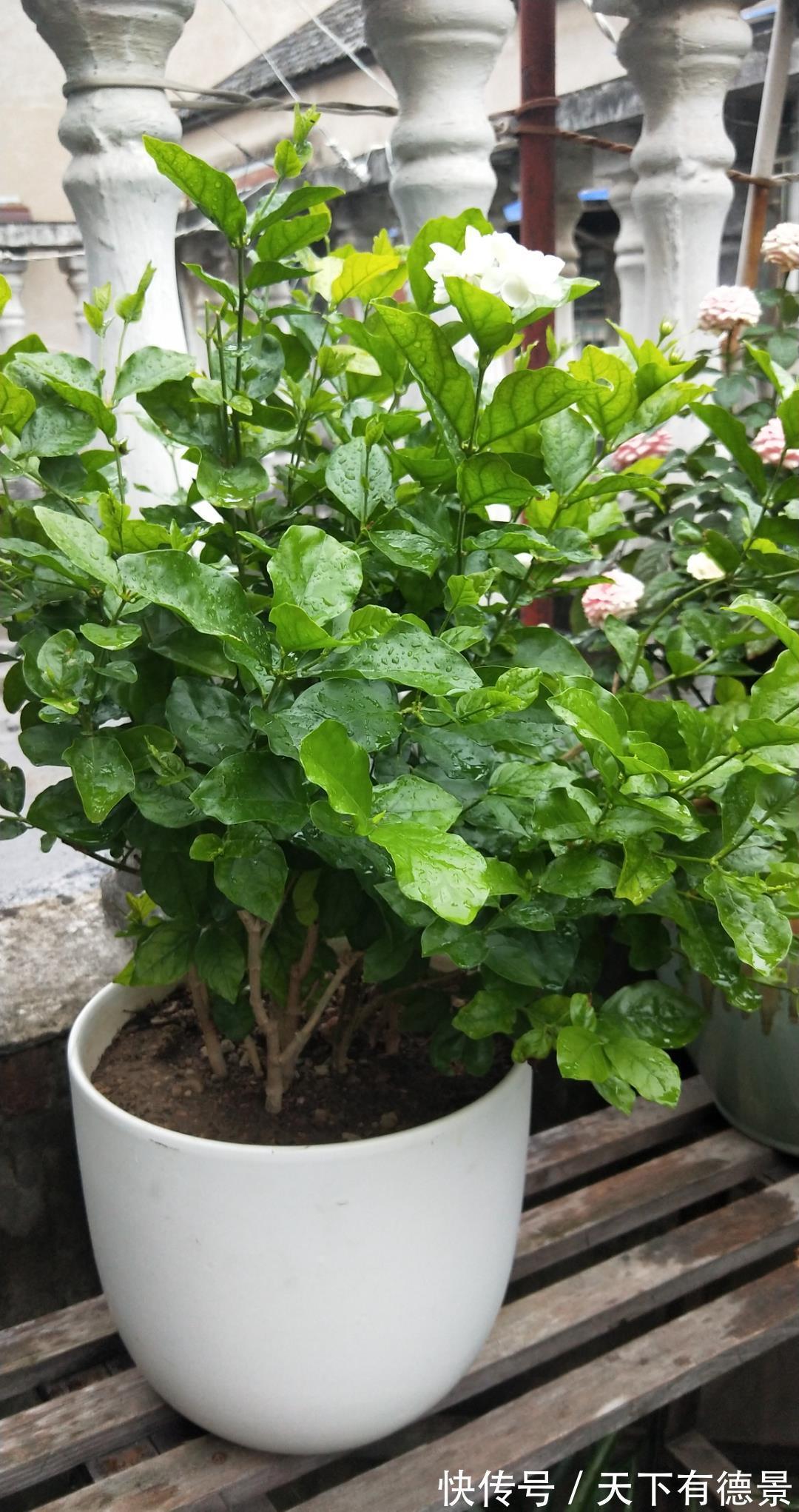 茉莉花|茉莉花释放“三信号”，果断剪一剪，花苞咕噜冒，一次绽放上百朵