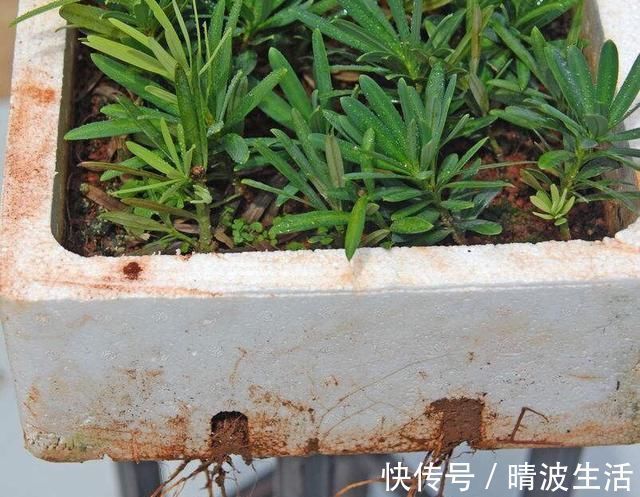 家里养这4种植物,旺财镇宅,净化空气又好看,养一盆特别值