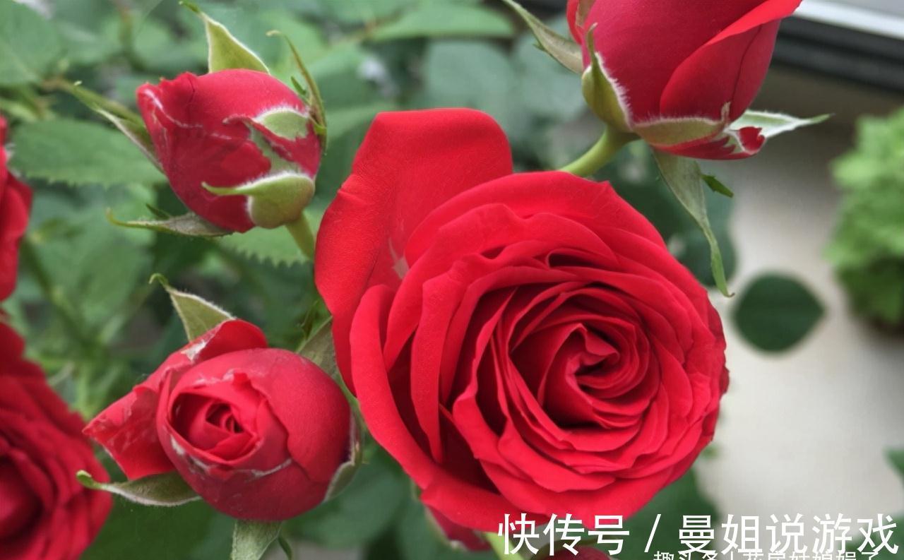 值得入手的11种月季，漂亮又好养，四季开花不断，阳台秒变花园