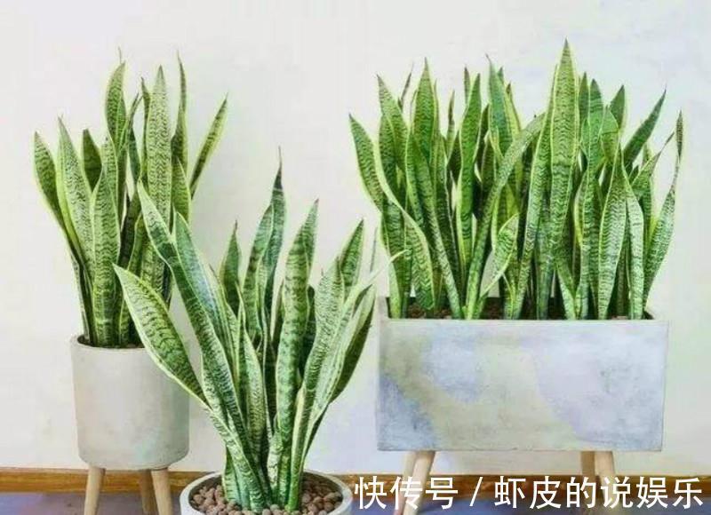 此5种花,整个冬天不浇水都旱不死,一浇就全完