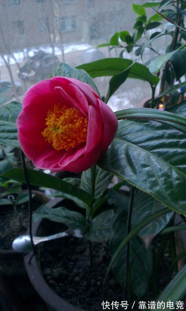 这“三茶花”不怕冷,零下30℃也能开花,单朵可持续绽放一整季