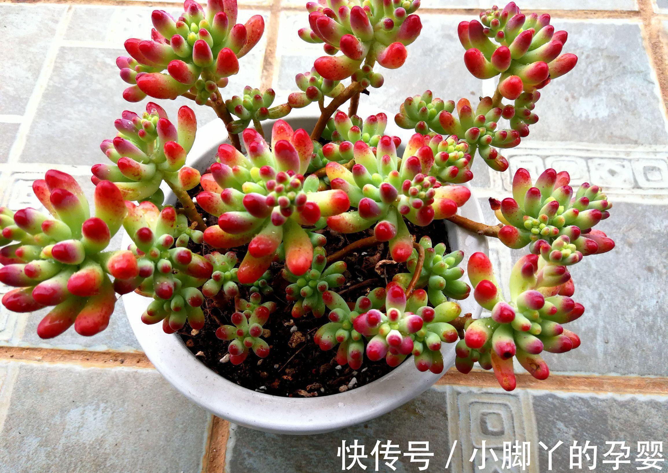 那些你可能不知道的多肉植物小秘密