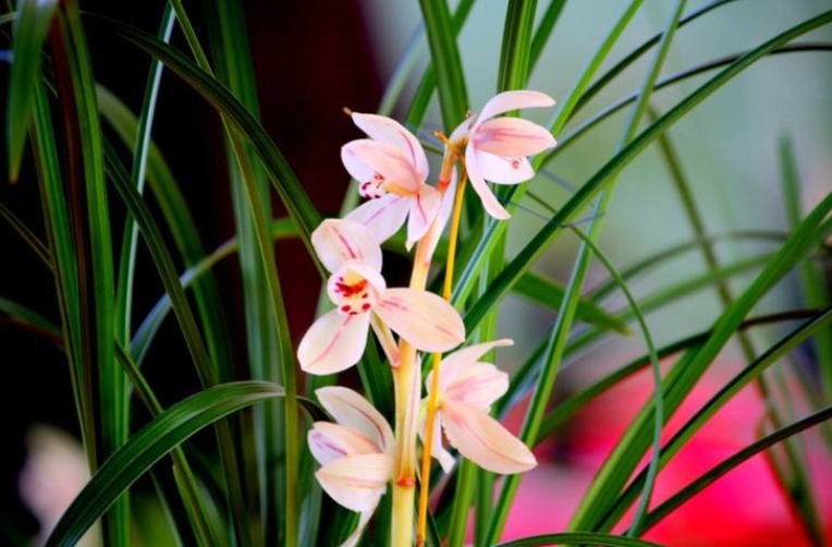 家中兰花如何“分盆”呢学会三个小方法,枝叶繁绿生根快!