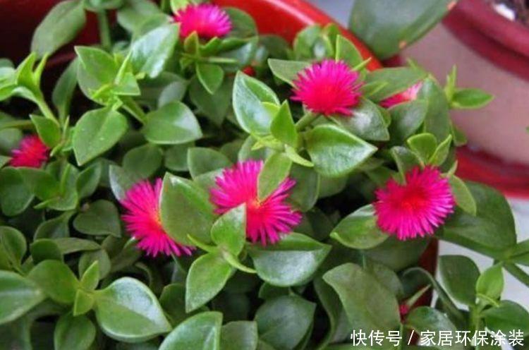 4种花花色柔美，花朵烂漫迷人，好养易活美爆了