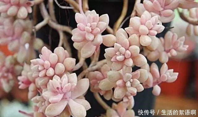 大饼|多肉有“三怕”，避开不易摊大饼，窜新芽上色快，养成群生老桩！