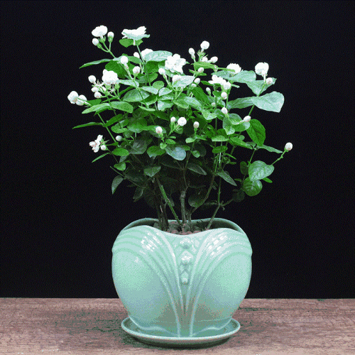 2种漂亮花,开春后别再修剪了,否则难开花!